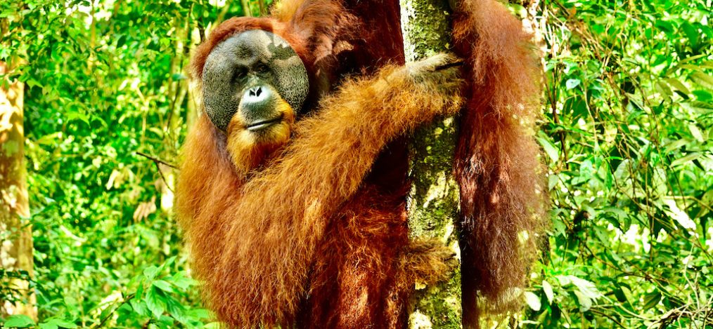 Orang Utans Sumatra