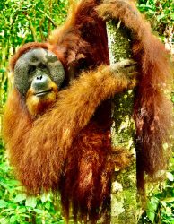 Orang Utans Sumatra