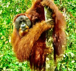 Orang Utans Sumatra