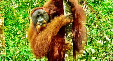 Orang Utans Sumatra