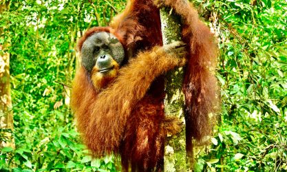 Orang Utans Sumatra
