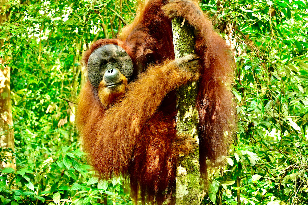 Orang Utans Sumatra