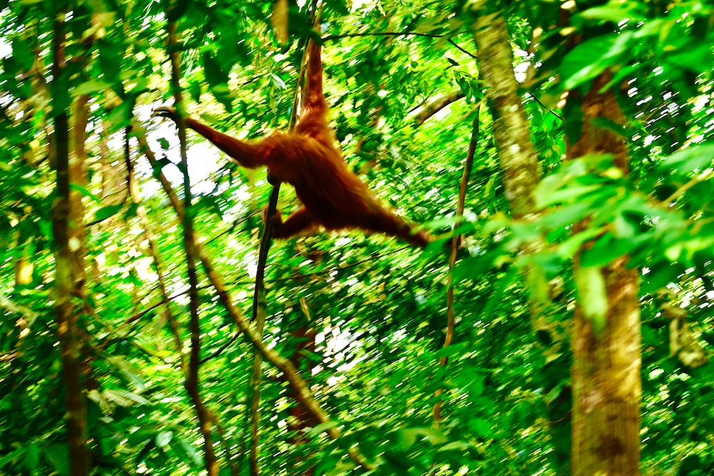 Orang Utans Sumatra