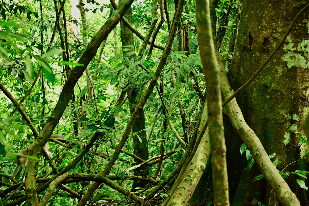 Dschungeltrekking Sumatra