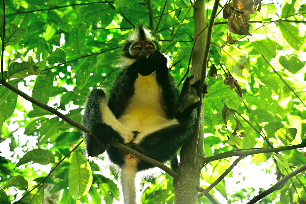 Thomas Leaf Monkey Sumatra